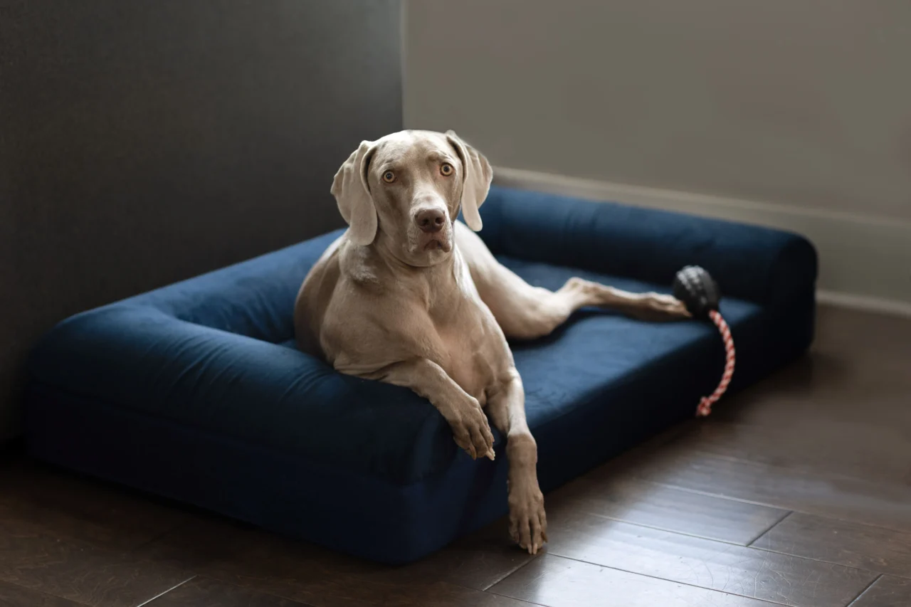gorilla dog beds
